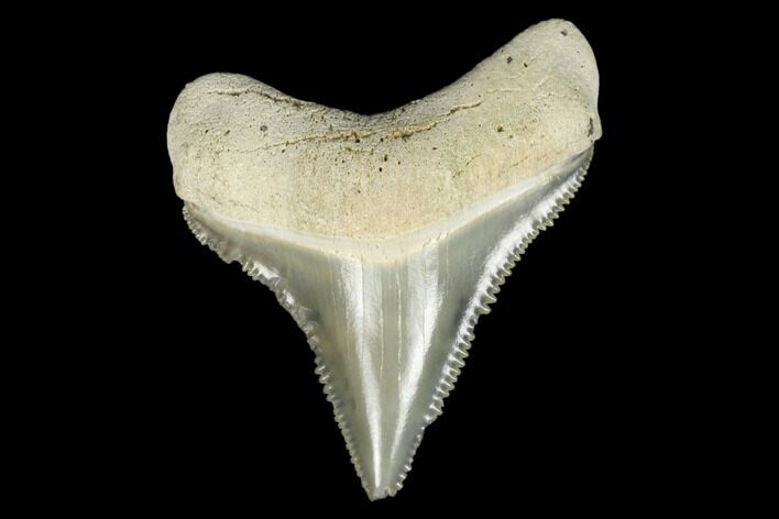 Juvenile Megalodon Tooth - Aurora, North Carolina #176592